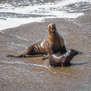 海狮家庭殖民地的海狮和象海豹在太平洋亚洲旅游协会瓦尔德斯半岛照片