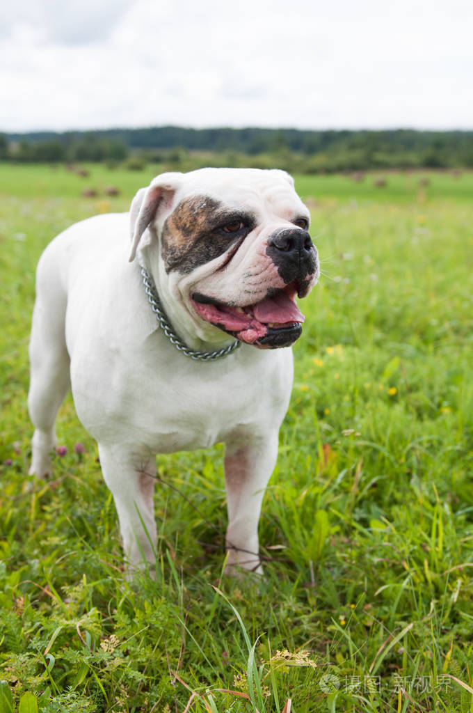 大美国斗牛犬