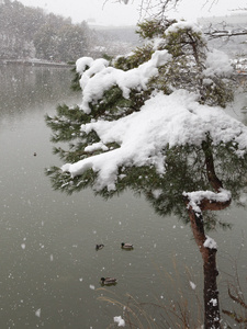 大雪在湖上