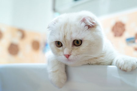苏格兰折小猫躺在浴室的水槽