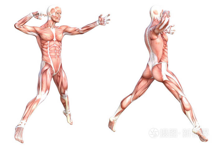 概念性解剖健康去皮人体肌肉系统集运动年轻成人乔装为教育健身运动