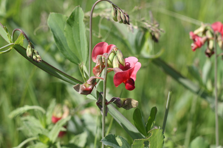 山黧豆禾花