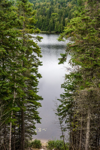 加拿大安大略省绿色森林