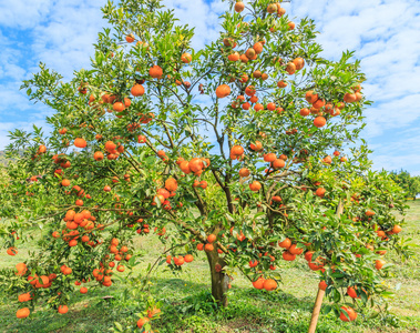 与成熟的橘子橙树照片