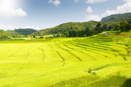 水稻视野