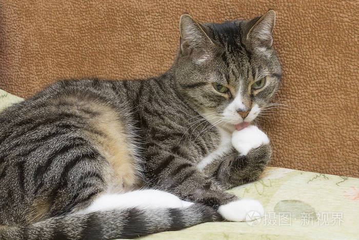 灰色和白色的大花猫照片 正版商用图片0eem3b 摄图新视界