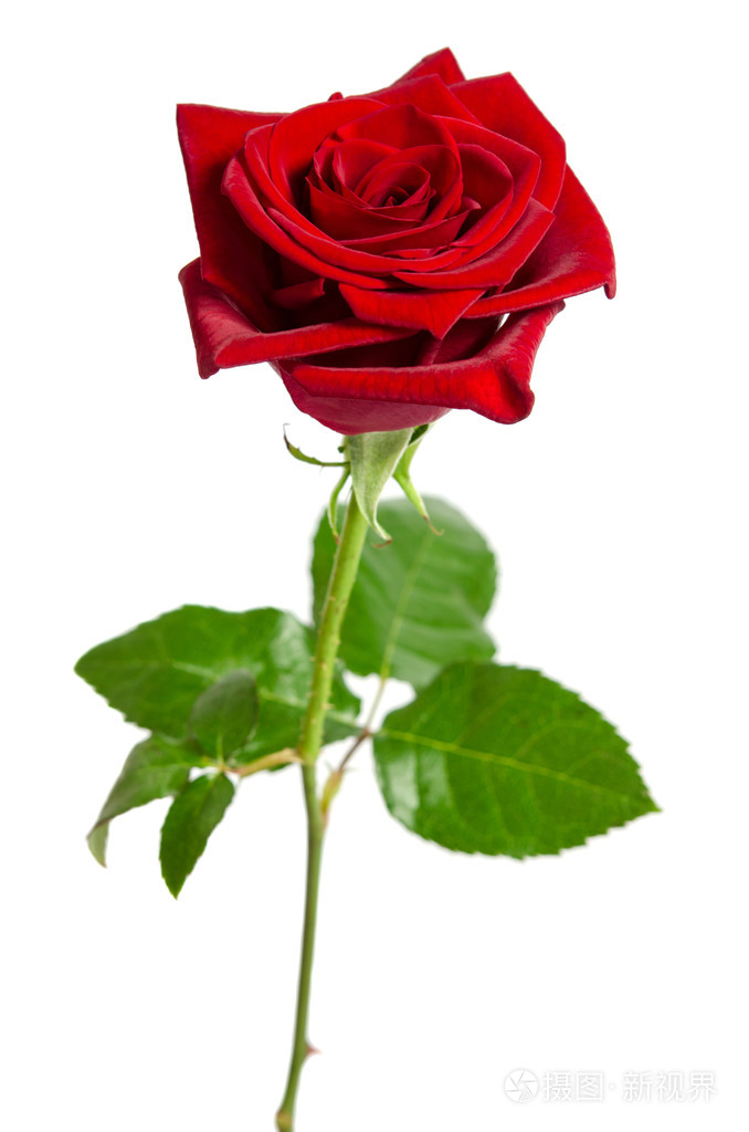 美丽的红玫瑰在白色背景上孤立照片-正版商用图片0een9y-摄图新视界