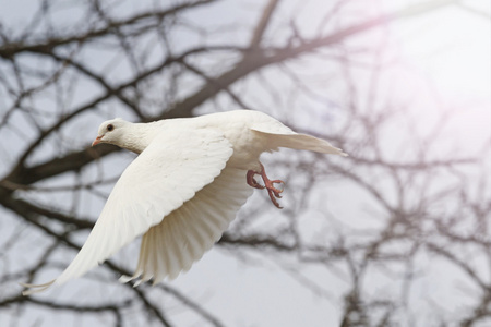 白色的鸽子飞过的灌木丛和阳光明媚的热点照片