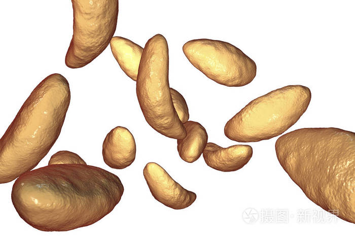 寄生性原生动物弓形虫速殖子阶段