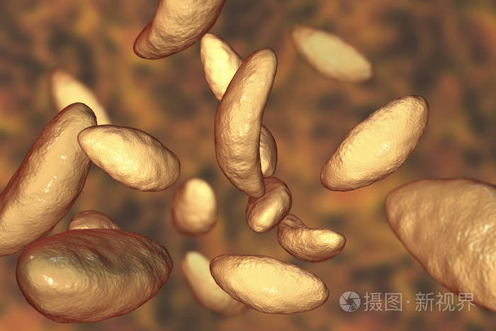 寄生性原生动物弓形虫速殖子阶段