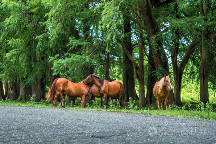 马在路上附近的森林里