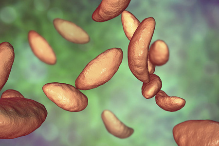 寄生性原生动物弓形虫速殖子阶段蝴蝶常见的硫磺弓形