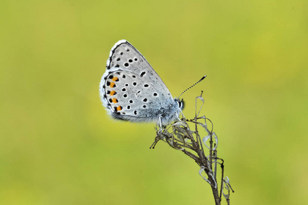 在一朵野花的常见蓝 Polyommatus icarus 蝴蝶