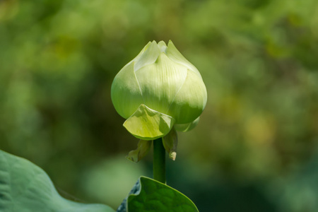 绿色的莲花。玉兰荷花 专辑全会