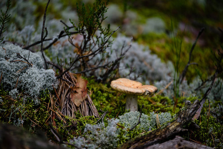 孤独的蘑菇图片