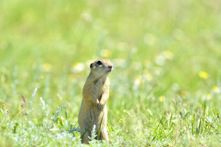 gopher 的性质