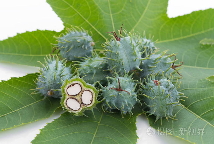 白色背景上的蓖麻油厂