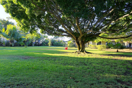 在夏威夷的家的院子里大热带树