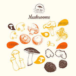 手绘图绘的蘑菇