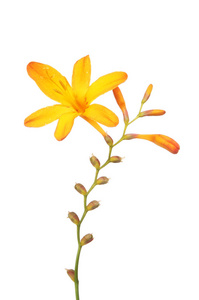 黄色 crocosmia 花