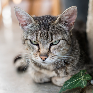 可爱的猫咪摆在花园里