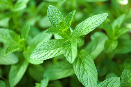 花园里的新鲜绿薄荷照片