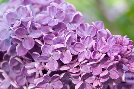 特写镜头淡紫色花。春天背景