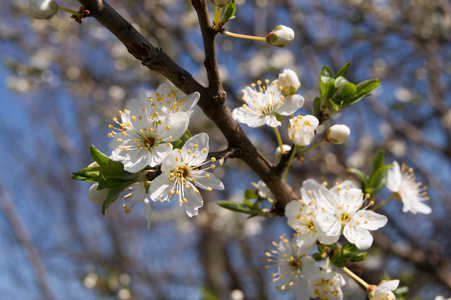 布莱克索恩花蕾