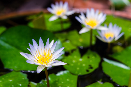 花园里的紫莲花花