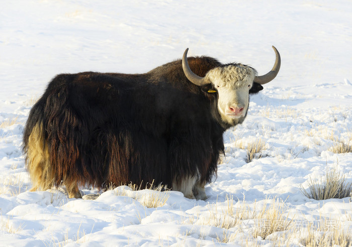 男性在高地草原牦牛