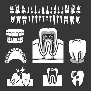 人类牙齿解剖。矢量图