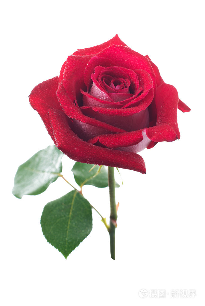 红玫瑰与露珠分离