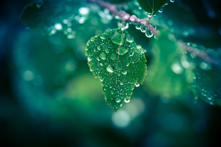 叶挂在一根小树枝与雨滴图片