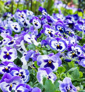新鲜的紫罗兰花