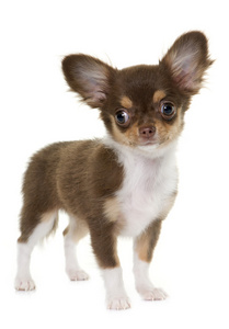 棕色吉娃娃图片