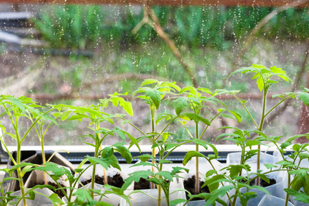 番茄幼芽在塑料盒中的种植