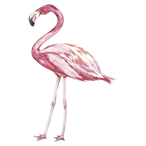粉红色的火烈鸟水彩插图孤立在白色背景上。矢量 Eps 10