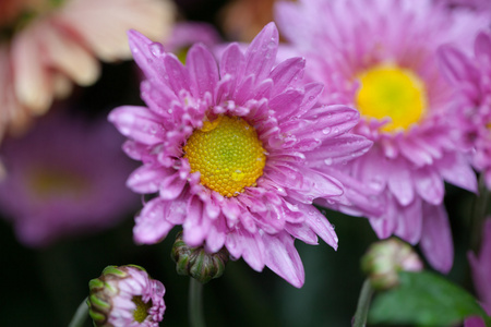 花宏菊花