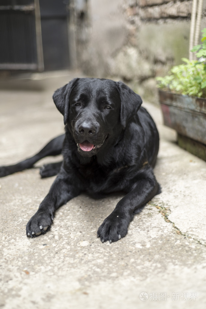 年轻的黑色拉布拉多犬