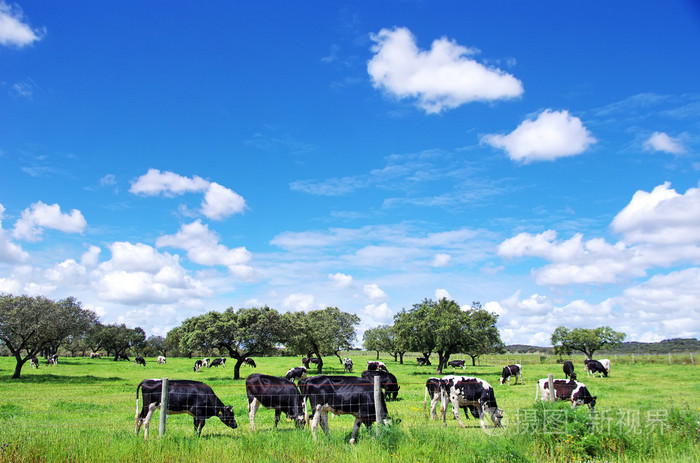 群奶牛放牧在绿色的田野上