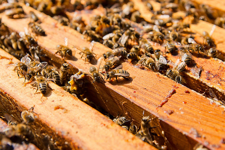 忙碌的蜜蜂，关闭了蜂窝工作蜜蜂观
