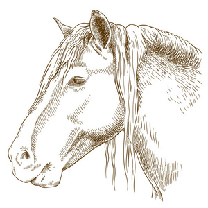 雕刻的马头上的插图
