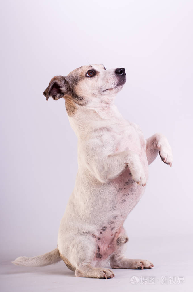 杰克罗素梗犬在白色的工作室