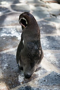 在布拉格动物园企鹅