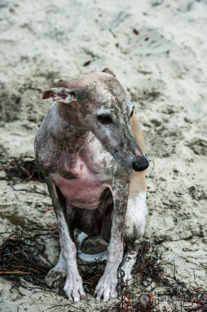 肮脏的肮脏的狗