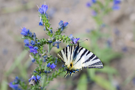 一只蝴蝶Iphiclides podalirius 对一朵花的聚合铁皮石斛的详细的视图