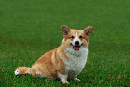 狗的品种威尔士柯基犬图片彭布罗克照片