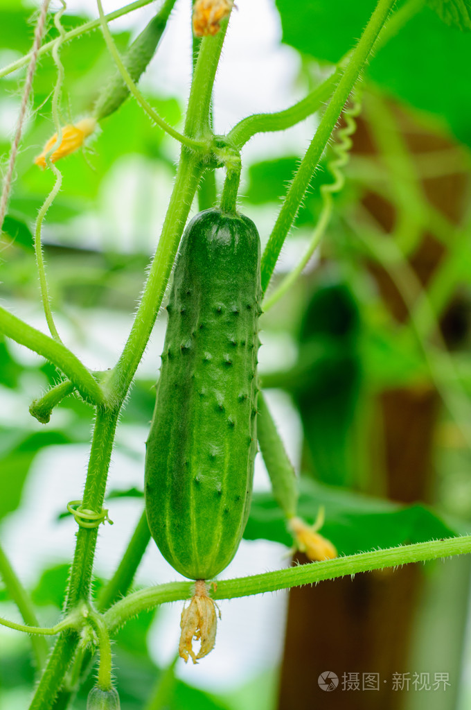 收获的成熟农场黄瓜