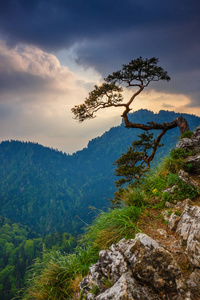 Sokolica 峰值在 Pieniny 山与顶部，波兰的著名松