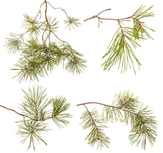 与绿色游戏一根松枝.白色背景上的孤立.se照片